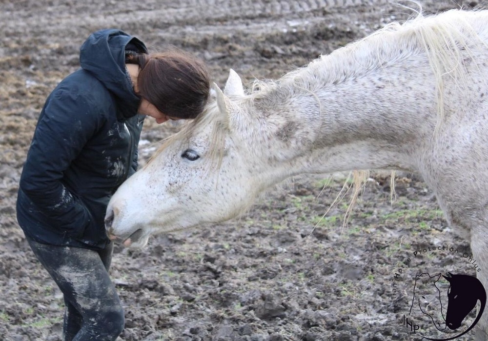 Italian Horse Protection ONLUS